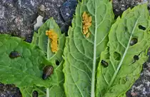 Eier und Larven des Minzeblattk�fers mit ihren Fra�puren an den Minzebl�ttern. 26.05.2022