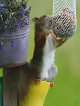 Seit vielen Monaten konnten wir endlich mal wieder ein Eichh�rnchen bei uns begr��en. (Hattingen, Mai 2022)