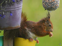 Ein Eichhrnchen auf Nahrungssuche. (Hattingen, Mai 2022)