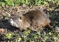 Bisamratte an der Uferb�schung des Veybachs in Euskirchen - 18.03.2022