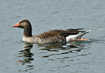 Graugans im Zlpicher See - 07.05.2022