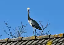 Graureiher beobachtet argw�hnisch den Fotografen - 13.03.2022