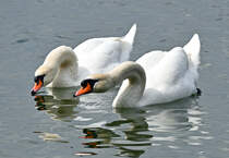 Schwanenpaar im Zlpicher See - 17.05.2022