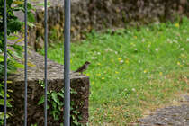 Auf einem Sandstein im Park in Neckargerach sitzt dieser Spatz und lauert auf den Seebach der sich gen Neckar flieend durch den Ort schlngelt und reichlich Insekten anzieht. 2.6.2022