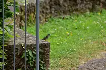 Auf einem Sandstein im Park in Neckargerach sitzt dieser Spatz und lauert auf den Seebach der sich gen Neckar flie�end durch den Ort schl�ngelt und reichlich Insekten anzieht. 2.6.2022