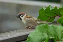 Sperling mit Futter im Schnabel f�r seinen Nachwuchs, hat mich genau im Auge. 06.2022