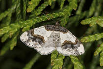 12.6.2022 - Zetel ; in unserem Garten. Abends auf der Fotopirsch entdeckte ich dieses schne Exemplar eines Pfaffenhtchen-Harlekins