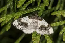 12.6.2022 - Zetel ; in unserem Garten. Abends auf der Fotopirsch entdeckte ich dieses sch�ne Exemplar eines Pfaffenh�tchen-Harlekins