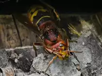 Eine Hornisse putzt ihre F�hler. (Hattingen, Juni 2022)