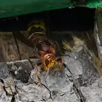 Eine Hornisse kriecht aus einem Schlupfloch. (Hattingen, Juni 2022)