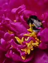 Eine Hummel in einer Pfingstrose. (Hattingen, Juni 2022)