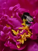 Eine Hummel in einer Pfingstrose. (Hattingen, Juni 2022)