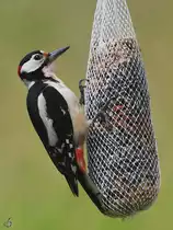 Unser Haus- und Hofspecht. (Hattingen, Juni 2022)