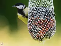 Eine Meise auf der Suche nach Nahrung. (Hattingen, Juni 2022)