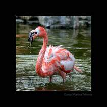Triefnase - Flamingo (Phoenicopteriformes, Phoenicopteridae). Fotografiert im Grugapark Essen
