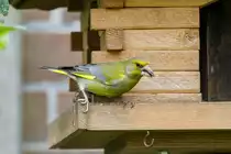 17.6.2022 - Zetel. Ein Gr�nfink am Futterhaus in meinem Garten. Er genie�t die angebotenen Sonnenblumenkerne