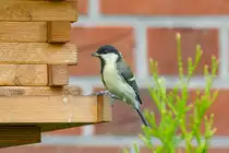 17.6.2022 - Zetel. Eine junge Kohlmeise entdeckt die Welt. Fotografiert an meinem Vogelh�uschen