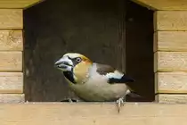 17.6.2022 - Zetel. Ein Kernbei�er in meinem Vogelh�uschen. Er sieht aus, als st�nde er in Angriffsstellung. Da er gr��er ist als die vielen Sperlinge in dem Vogelh�uschen verjagt er diese regelm��ig.