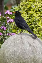 7.6.2022 Zetel. Ein Prachtexemplar einer m�nnlichen Amsel in meinem Garten.