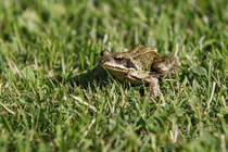 22.6.2022 Zetel. Ein Frosch hpft ber den Rasen. Wo er herkommt kann ich nicht sagen. Weit und breit gibt es keinen Teich.