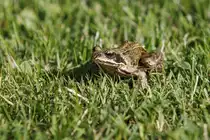 22.6.2022 Zetel. Ein Frosch h�pft �ber den Rasen. Wo er herkommt kann ich nicht sagen. Weit und breit gibt es keinen Teich.