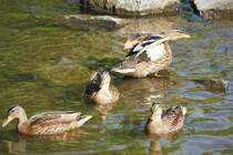 SCHWIMMENTEN-FAMILIE AUF DER SIEG
Beim morgendlichen Ausflug auf der SIEG..Mutti schttelt grad ihr Gefieder aus...21.6-22