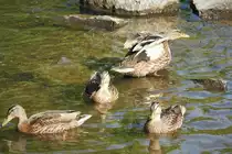 SCHWIMMENTEN-FAMILIE AUF DER SIEG
Beim morgendlichen Ausflug auf der SIEG..Mutti sch�ttelt grad ihr Gefieder aus...21.6-22