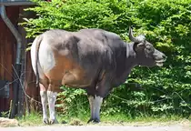 Banteng - Wildrind aus S�dostasien im K�lner Zoo - 16.06.2022