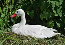 Coscorobaschwan im K�lner Zoo - 16.06.2022