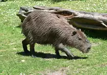 Capybara (Wasserschwein) im K�lner Zoo - 16.06.2022