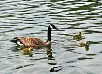 Kanadagans mit K�ken im Z�lpicher See - 07.05.2022