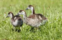 K�kentrio aus der Familie der Nilg�nse erkundet am 30.05.2022 den Stuttgarter Rosensteinpark. 