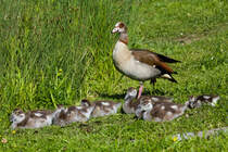 Unter den wachsamen Augen von Mutter oder Vater ruhen sich insgesamt acht Kken einer Nilgansfamilie im Stuttgarter Rosensteinpark aus. 