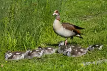 Unter den wachsamen Augen von Mutter oder Vater ruhen sich insgesamt acht K�ken einer Nilgansfamilie im Stuttgarter Rosensteinpark aus. 