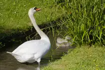 Da die K�ken nicht an die hohen Halme rankommen, m�ssen die Eltern nachhelfen, um den Nachwuchs zu versorgen. Erz�hlungen nach musste es einem der beiden Eltern wohl durch menschliche Hilfe gezeigt werden. Inzwischen klappt es aber ganz gut. So am 30.05.2022 im Unteren Schlossgarten in Stuttgart. 