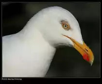 Silberm�we (Larus argentatus) - Mullion Harbour, Cornwall UK.