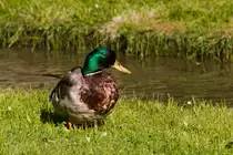 Stockerpel am 30.05.2022 im Unteren Schlossgarten in Stuttgart. Im Hintergrund flie�t in gem�chlichem Tempo der Nesenbach. 