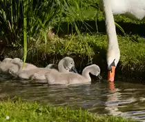 Am 30.05.2022 stillt ein Schwan seinen Durst im Nesenbach im Unteren Schlossgarten und wird w�hrenddessen von seinem neugierigen Nachwuchs be�ugt. 