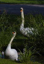 Schwanenltern bei der  Gemseernte  fr den Nachwuchs am 30.05.2022 im unteren Schlossgarten in Stuttgart. 