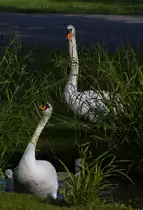 Schwanenltern bei der  Gem�seernte  f�r den Nachwuchs am 30.05.2022 im unteren Schlossgarten in Stuttgart. 