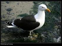 Mantelmwe (Larus marinus) - Mullion Harbour, Cornwall UK.