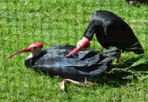 Kahlkopfrapp (Glattnackenibis) im K�lner Zoo - 16.06.2022