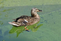 Stockente Im Wassergraben des Tigergeheges im Klner Zoo - 16.06.2022
