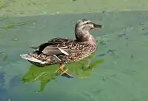 Stockente Im Wassergraben des Tigergeheges im K�lner Zoo - 16.06.2022