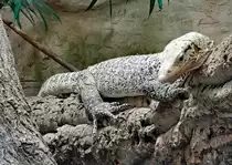 Quittenwaran aus Indonesien im K�lner Zoo - 16.06.2022