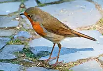 Rotkehlchen als Gast im K�lner Zoo - 16.06.2022