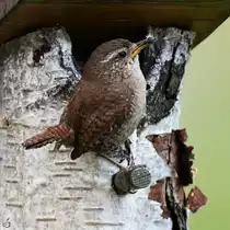 Ein Zaunk�nig hat Futter f�r den Nachwuchs. (Hattingen, Juli 2022)