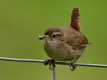 Ein Zaunk�nig hat einen kleinen Snack f�r den Nachwuchs gefunden. (Hattingen, Juli 2022)