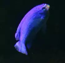 Eine Saphir-Demoiselle (Chrysiptera cyanea) windet sich im Wasser. Aquarium der Berliner Zoos am 12.12.2009.