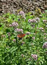 Wenn man so am Bahndamm steht und auf die Z�ge warten muss, f�llt einem so Dies und Das ins Auge, hier in dem Fall ist es dieses Tagpfauenauge das einem beim Naschen an der Bl�te meine Aufmerksamkeit erweckte am 4.7.2022.